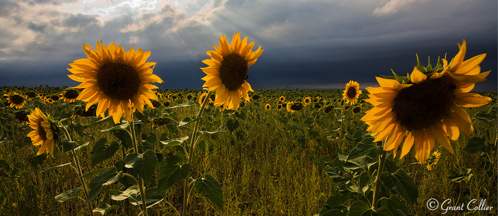 Field of Sunflowers, crepuscular rays, Colorado