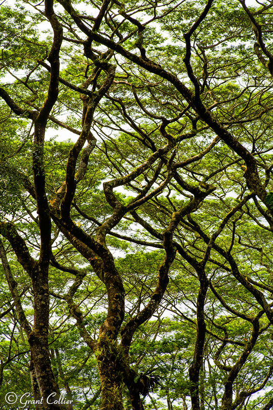 Albizia trees, Lava Tree State Park, Hawaii