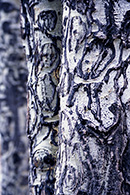 Bark on Tree, Rocky Mountain National Park