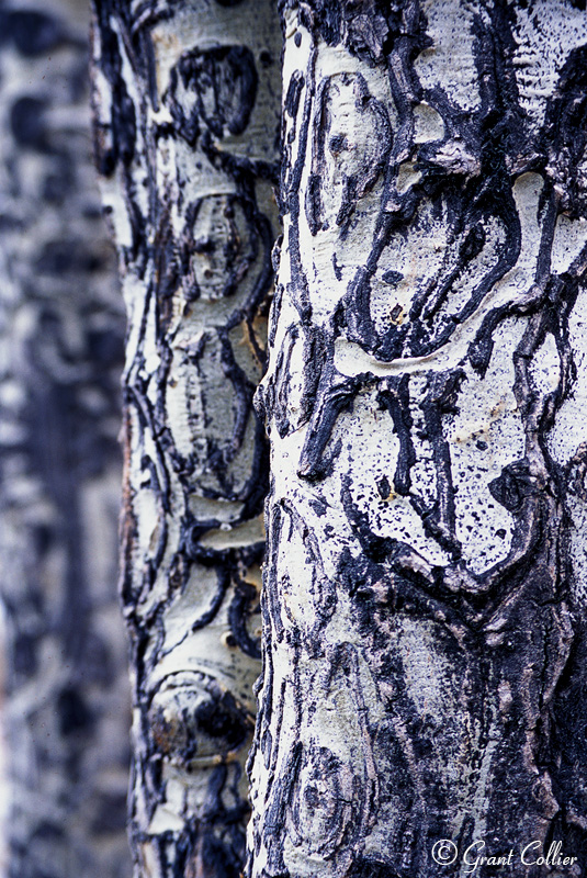 Tree, grove, patterns, close-up, macro, Estes Park