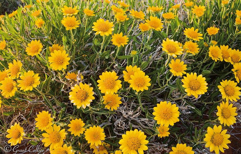 Sunflowers, Arches National Park, wildflowers, Utah