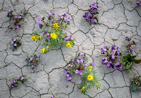 Utah wildlowers, Colorado Plateau, desert flowers