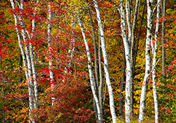 Vermont, fall colors nature photos