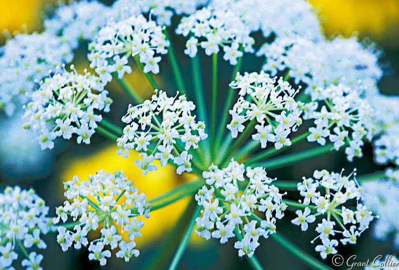 floral, flowers, wildflowers, San Juan Mountains, Molas Pass