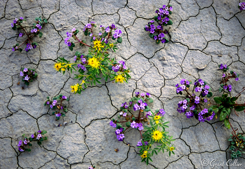 Wildflowers, yellow, purple, Utah, desert, flowers, cracked mud, Southwest