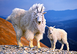 Wildlife, mountain goats