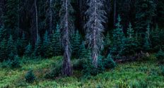 Wolf Creek Pass