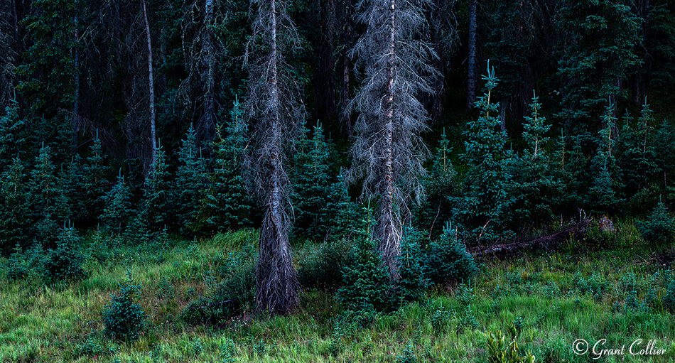 Trees along Wolf Creek Pass