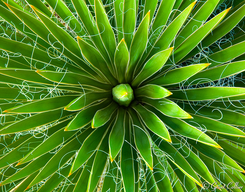 Yucca Plants, close-ups, macrophotography