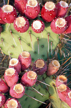 Cactus Bloom