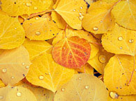 Autumn dew drops, aspen leaves
