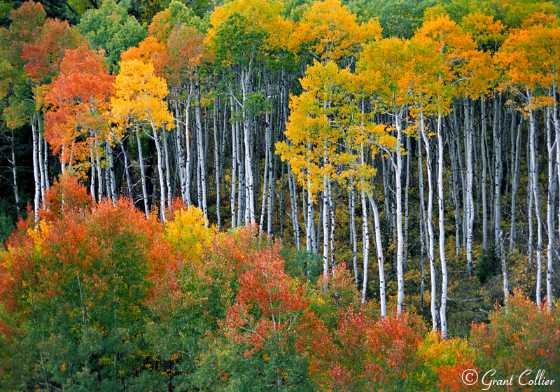 Aspen Trees, Fall Colors, Autumn, McClure Pass, Colorado, Photography