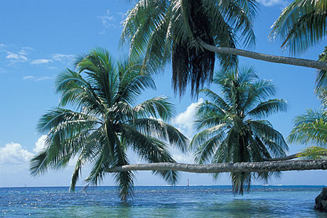 Palm Trees, Moorea Island, Tahiti, ocean, beach, Opunohu Bay